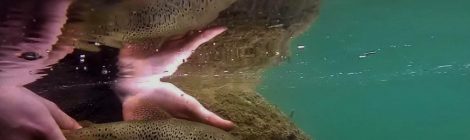 Ouverture de la pêche à la truite