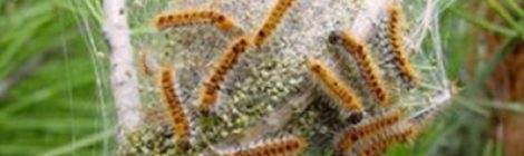 Danger, la chenille processionnaire