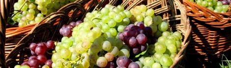 Ces 25 et 26 août, nous fêtons les vendanges à Montfort !