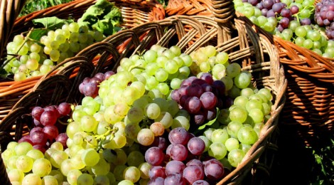 Les 24 et 25 août, c’est la fête des vendanges à Montfort !