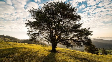 L'arbre à palabres au Caméléon