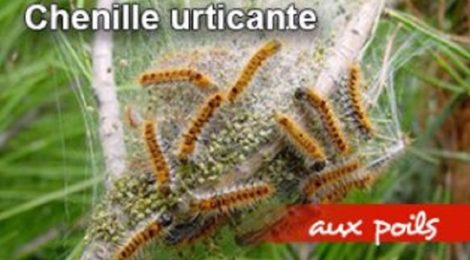 Danger, la chenille processionnaire