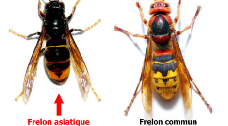 Frelons asiatiques