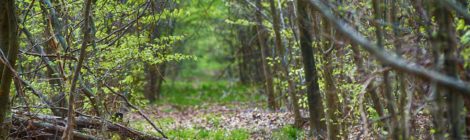 Réouverture des forêts