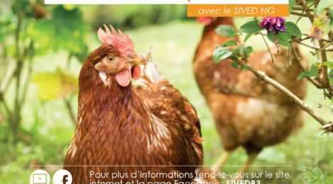 Poule position