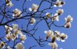 Subvention "Plantez des arbres"
